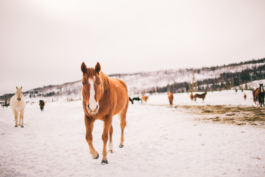 Kori Dan Engagement Steamboat Springs Vista Verde Ranch Horses Barn Snow Winter-001