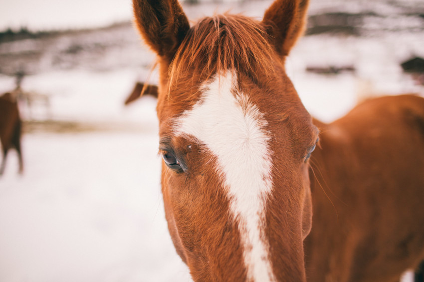 Kori Dan Engagement Steamboat Springs Vista Verde Ranch Horses Barn Snow Winter-003