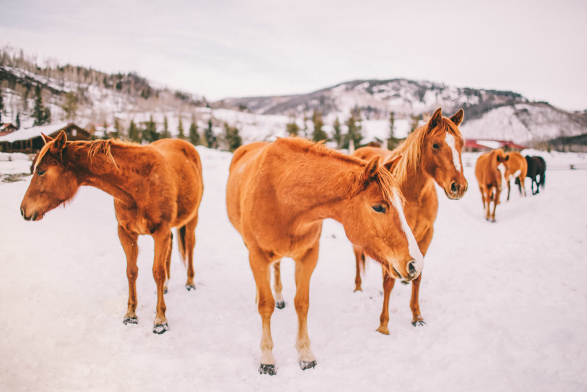 Kori Dan Engagement Steamboat Springs Vista Verde Ranch Horses Barn Snow Winter-005