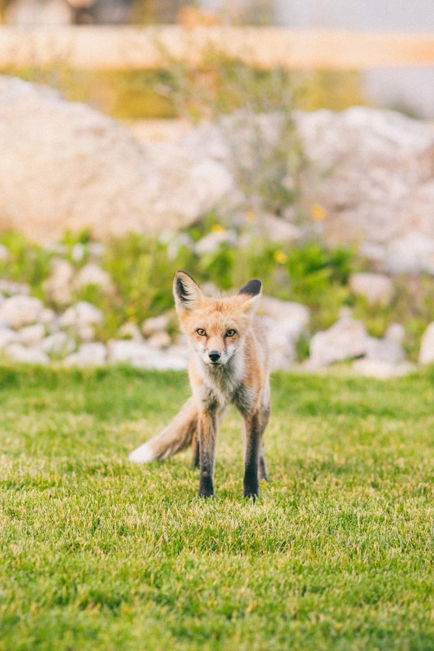 024 Aspen CO Mountain Wedding Fox On Site