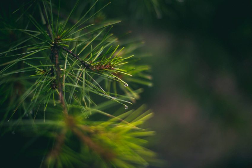 083 Minocqua Wisconsin Northwoods Rainy Wedding Kat Jared Clearwater Camp for Girls